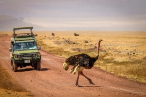  safari v autch 4x4, Ngorongoro