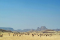 Kemp Desert Rhino , Damaraland, Nambia