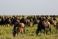 Maramboi Tented Camp, Tarangire